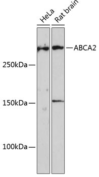 ABCA2 Antibody in Western Blot (WB)