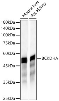 BCKDHA Antibody in Western Blot (WB)