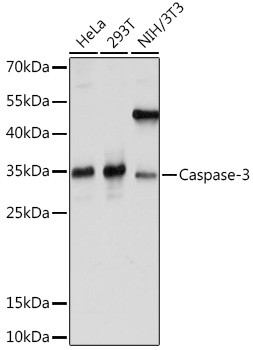 Caspase 3 Antibody in Western Blot (WB)