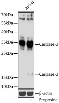 Caspase 3 Antibody in Western Blot (WB)