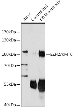 EZH2 Antibody in Immunoprecipitation (IP)