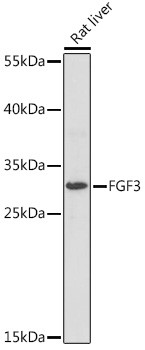 FGF3 Antibody in Western Blot (WB)