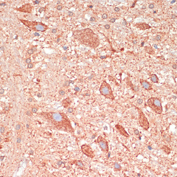 GAP43 Antibody in Immunohistochemistry (Paraffin) (IHC (P))