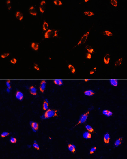 TOMM20 Antibody in Immunocytochemistry (ICC/IF)