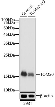 TOMM20 Antibody in Western Blot (WB)