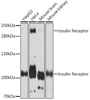 INSR Antibody in Western Blot (WB)