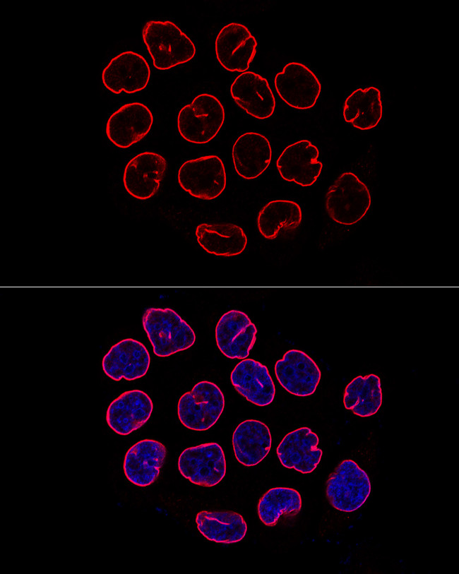 Lamin B1 Antibody in Immunocytochemistry (ICC/IF)