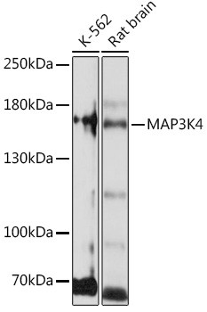 MEKK4 Antibody in Western Blot (WB)