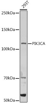 PIK3CA Antibody in Western Blot (WB)