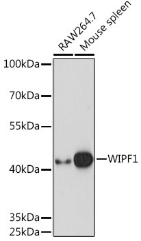 WIPF1 Antibody in Western Blot (WB)