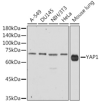 YAP1 Antibody in Western Blot (WB)