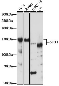 SIRT1 Antibody in Western Blot (WB)