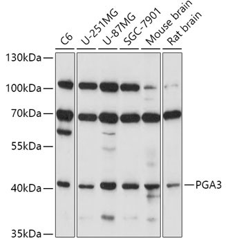 PGA3 Antibody in Western Blot (WB)