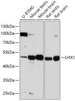 LIM1 Antibody in Western Blot (WB)