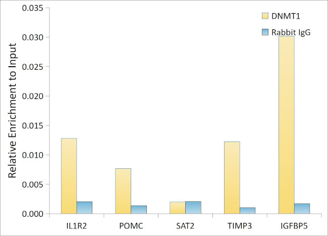 DNMT1 Antibody in ChIP Assay (ChIP)