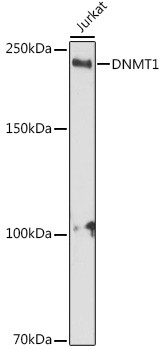 DNMT1 Antibody in Western Blot (WB)