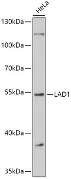 LAD1 Antibody in Western Blot (WB)