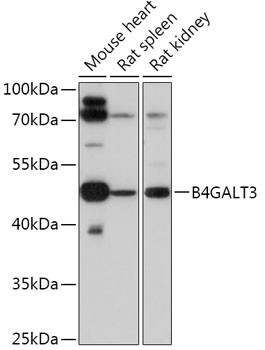 B4GALT3 Antibody in Western Blot (WB)