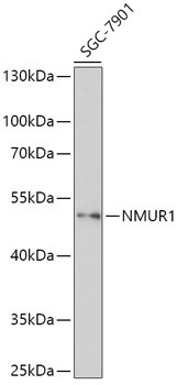 NMUR1 Antibody in Western Blot (WB)