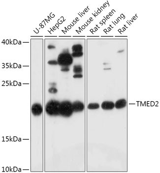 TMED2 Antibody in Western Blot (WB)