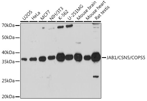 JAB1 Antibody in Western Blot (WB)