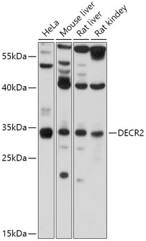 DECR2 Antibody in Western Blot (WB)