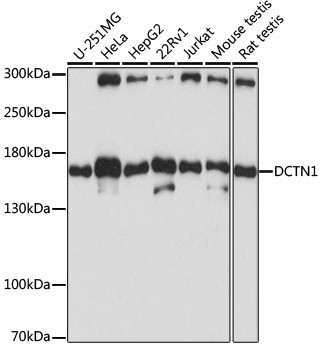 Dynactin 1 Antibody in Western Blot (WB)