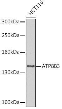 ATP8B3 Antibody in Western Blot (WB)