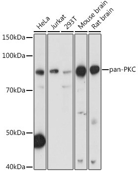 PKC Pan Antibody in Western Blot (WB)