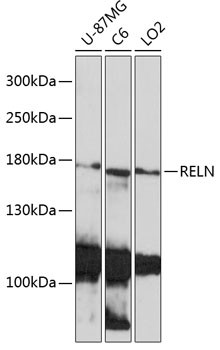 Reelin Antibody in Western Blot (WB)