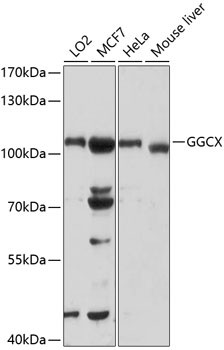 GGCX Antibody in Western Blot (WB)