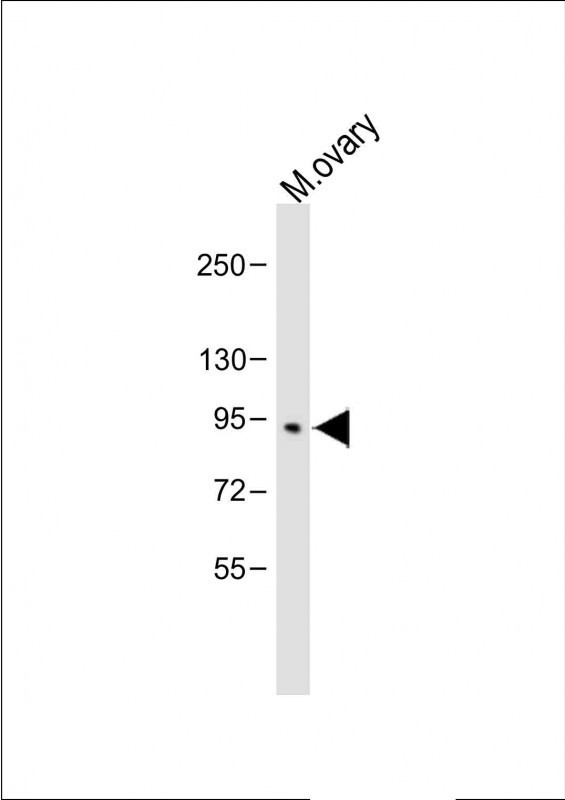 BAP1 Antibody in Western Blot (WB)