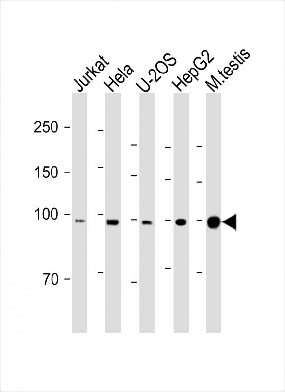 BAP1 Antibody in Western Blot (WB)