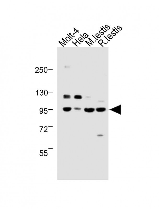 BAP1 Antibody in Western Blot (WB)