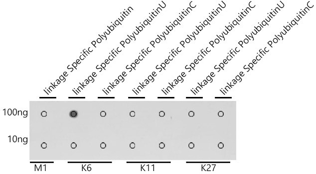 Ub-K6 Antibody in Dot Blot (DB)