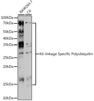 Ub-K6 Antibody in Western Blot (WB)