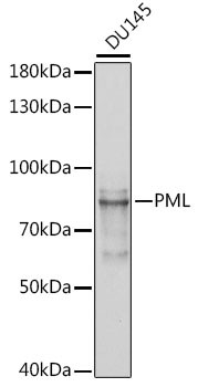 PML-5 Antibody in Western Blot (WB)