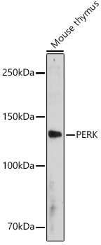 PERK Antibody in Western Blot (WB)