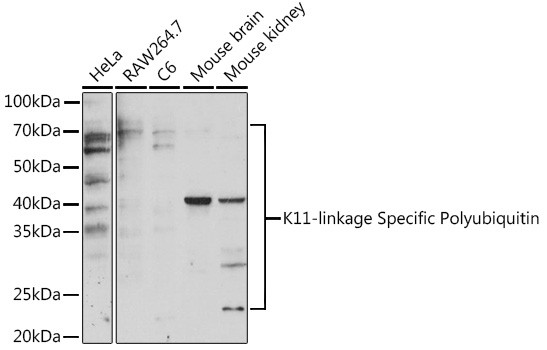 Ub-K11 Antibody in Western Blot (WB)