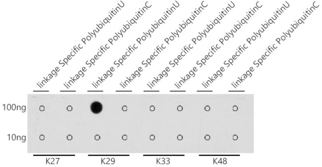 Ub-K29 Antibody in Dot Blot (DB)