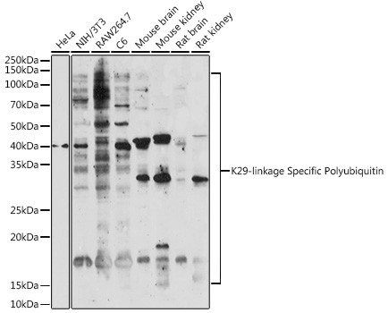 Ub-K29 Antibody in Western Blot (WB)