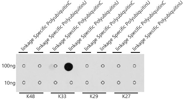 Ub-K33 Antibody in Dot Blot (DB)