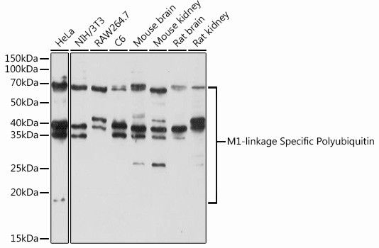 Ub-M1 Antibody in Western Blot (WB)