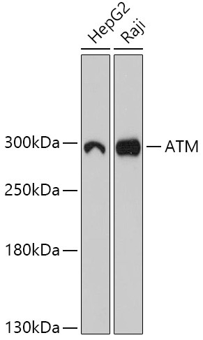 ATM Antibody in Western Blot (WB)