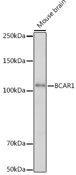 p130Cas Antibody in Western Blot (WB)