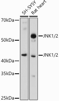 JNK1/JNK2 Antibody in Western Blot (WB)