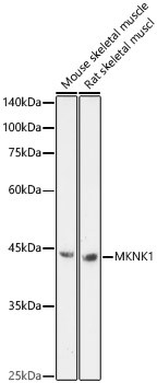 MNK1 Antibody in Western Blot (WB)