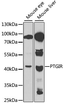 PTGIR Antibody in Western Blot (WB)