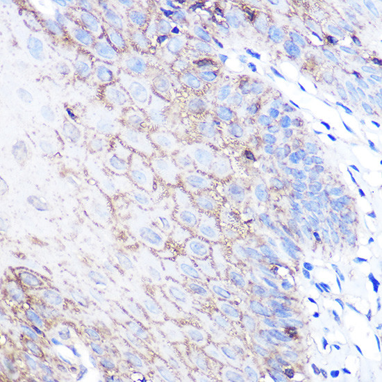 DJ-1 Antibody in Immunohistochemistry (Paraffin) (IHC (P))