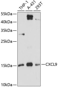 CXCL9 (MIG) Antibody in Western Blot (WB)